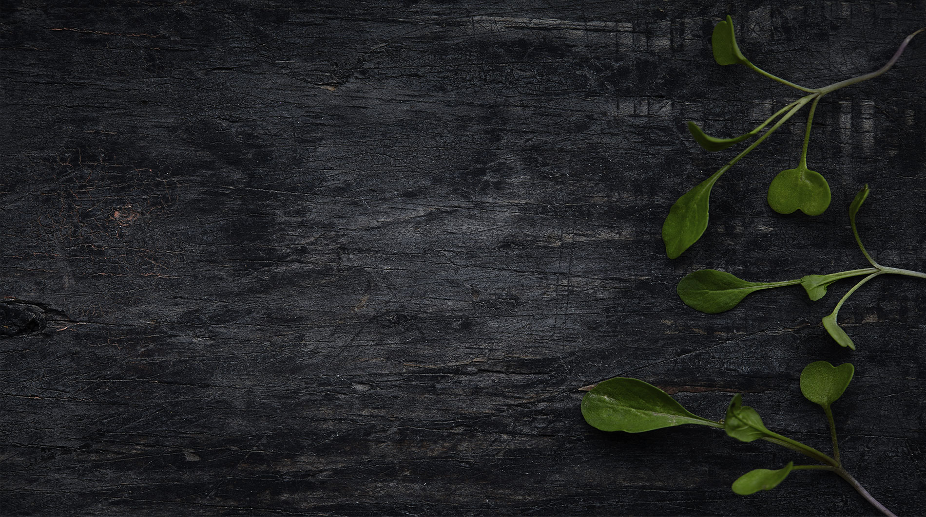 Pendik Balıkçı Hasan