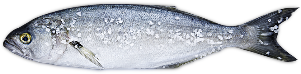 Pendik Balıkçı Hasan